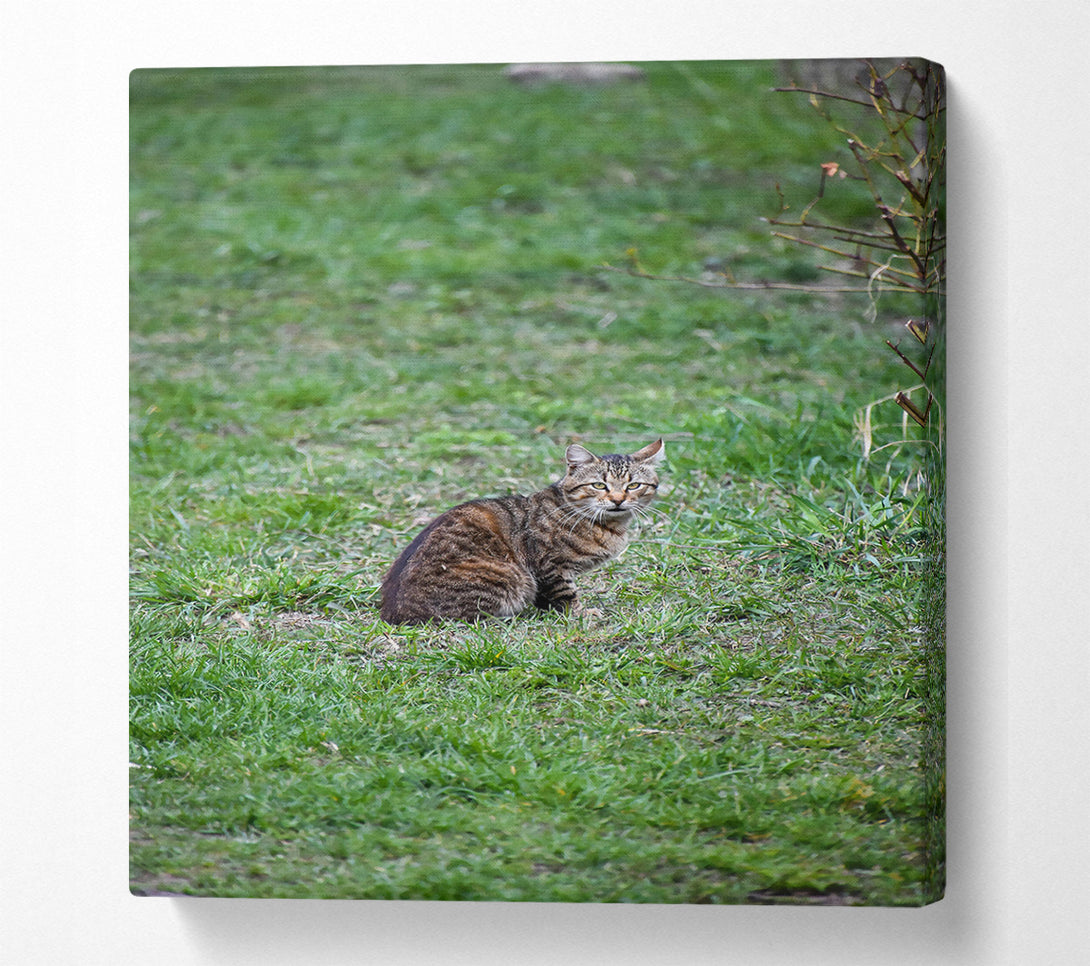  A Canvas Print of Green Eyes In Green Grass Canvas Print