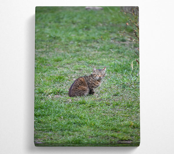  A Canvas Print of Green Eyes In Green Grass Canvas Print