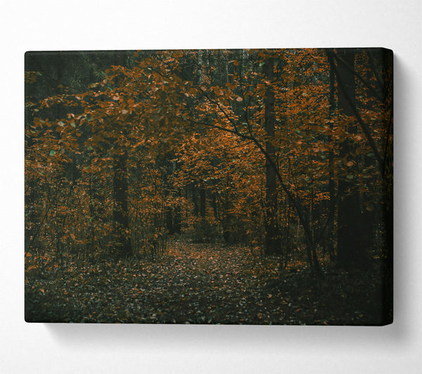  A Canvas Print of Golden Path Through Woods Canvas Wall Art