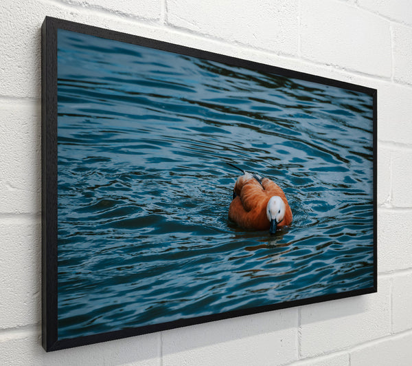 Blue Water, Orange Duck