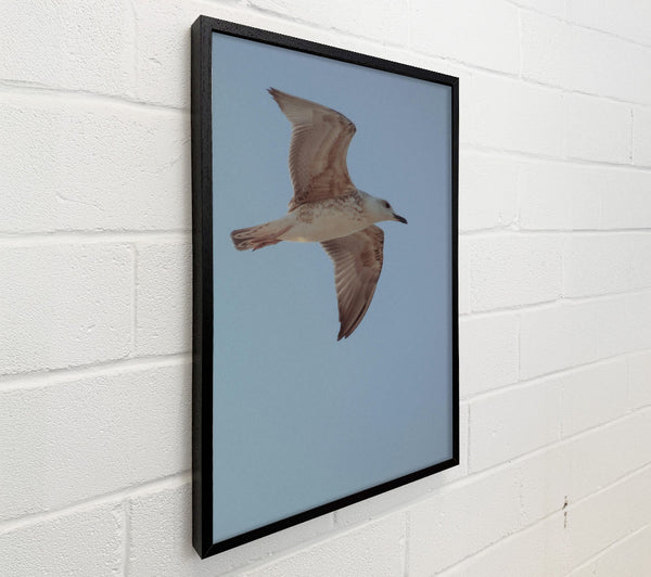 White Seagull Soaring