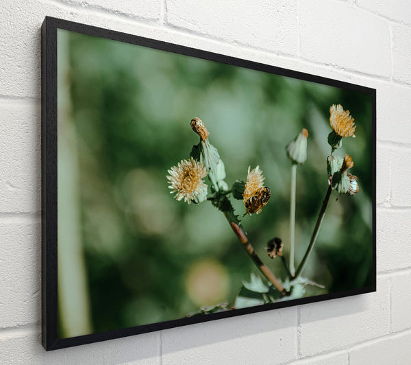 Green Dandelion Bloom
