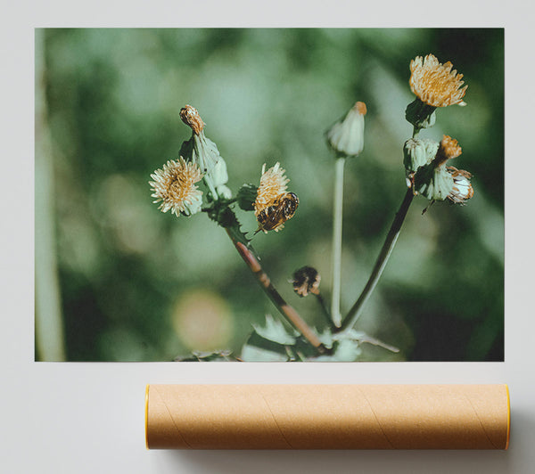Green Dandelion Bloom Print