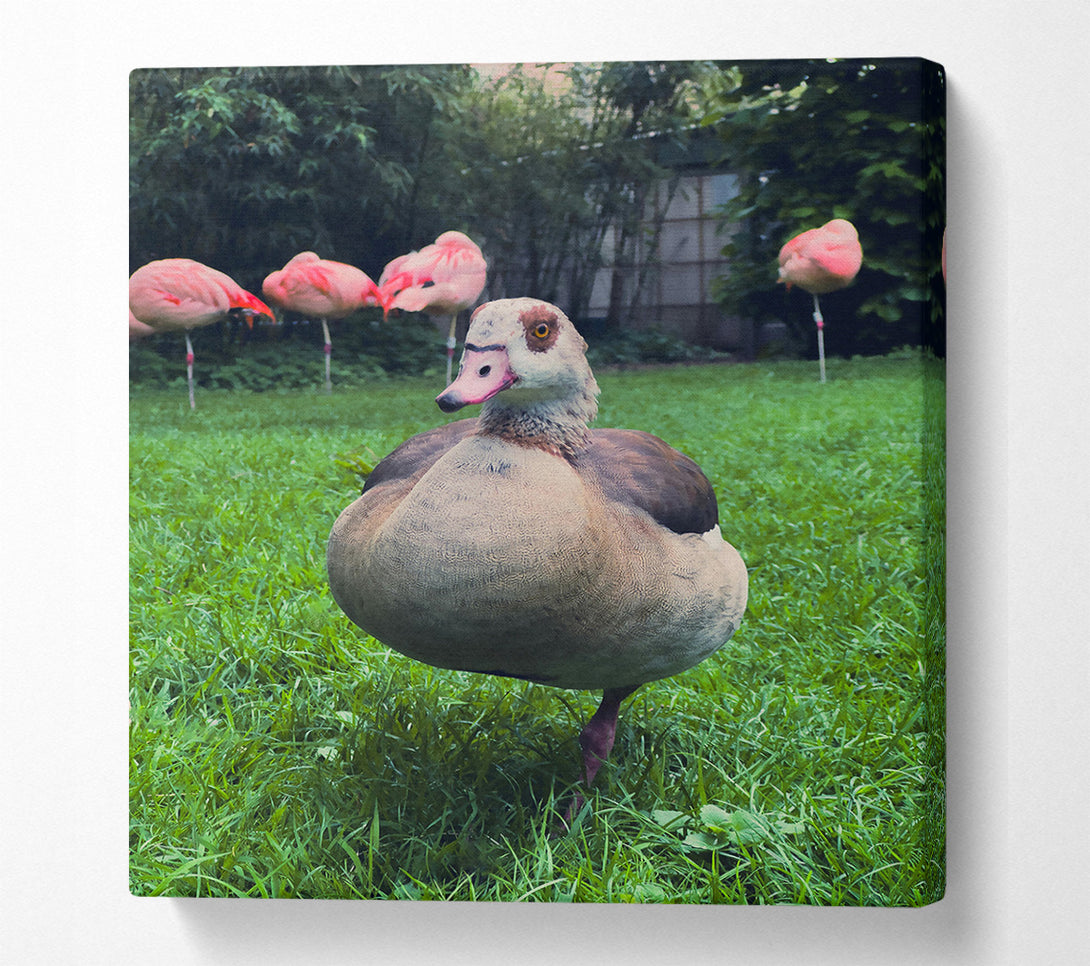  A Canvas Print of Pink Flamingo'S Friend Canvas Wall Art