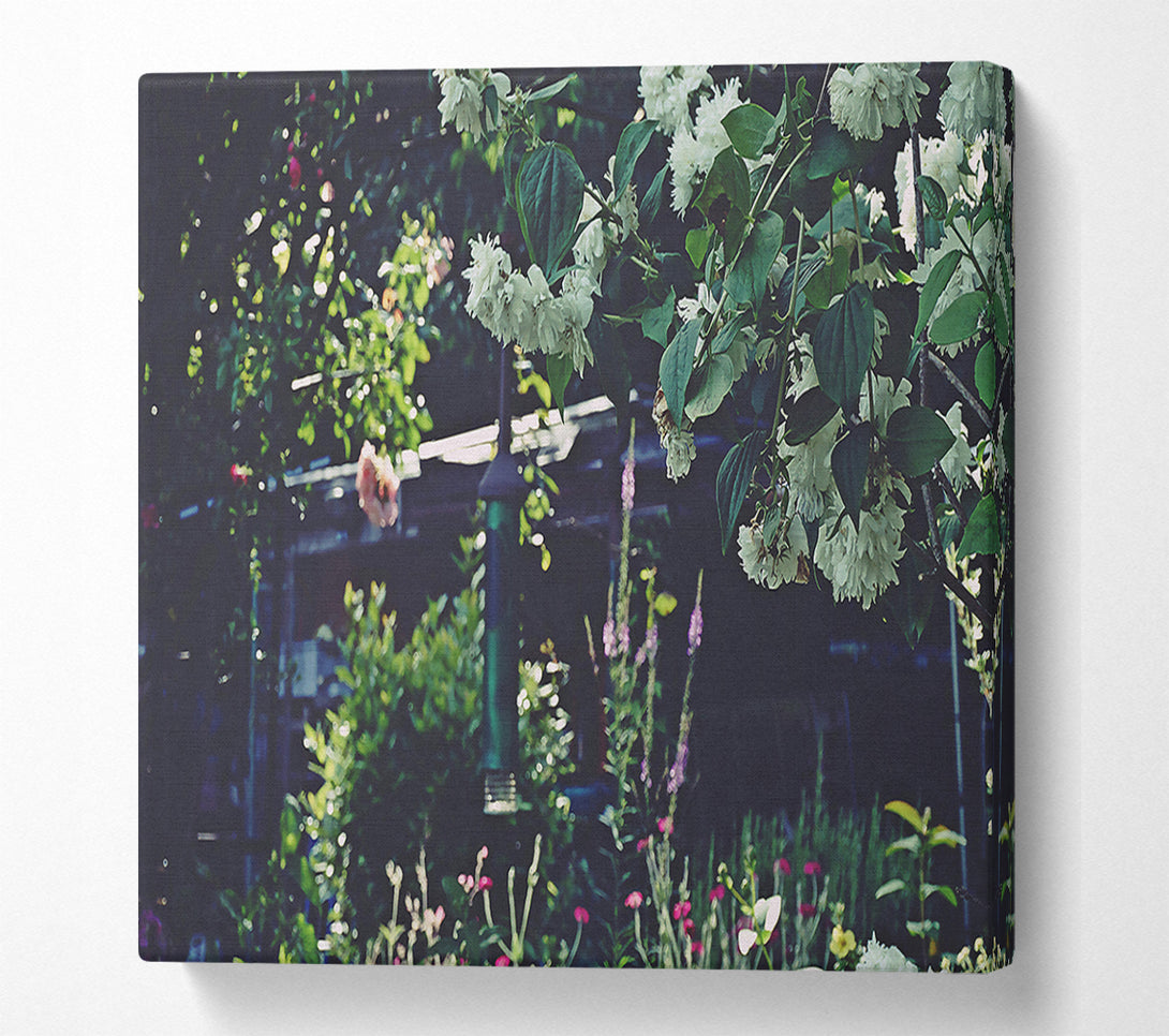  A Canvas Print of White Blooms In The Garden Canvas Print
