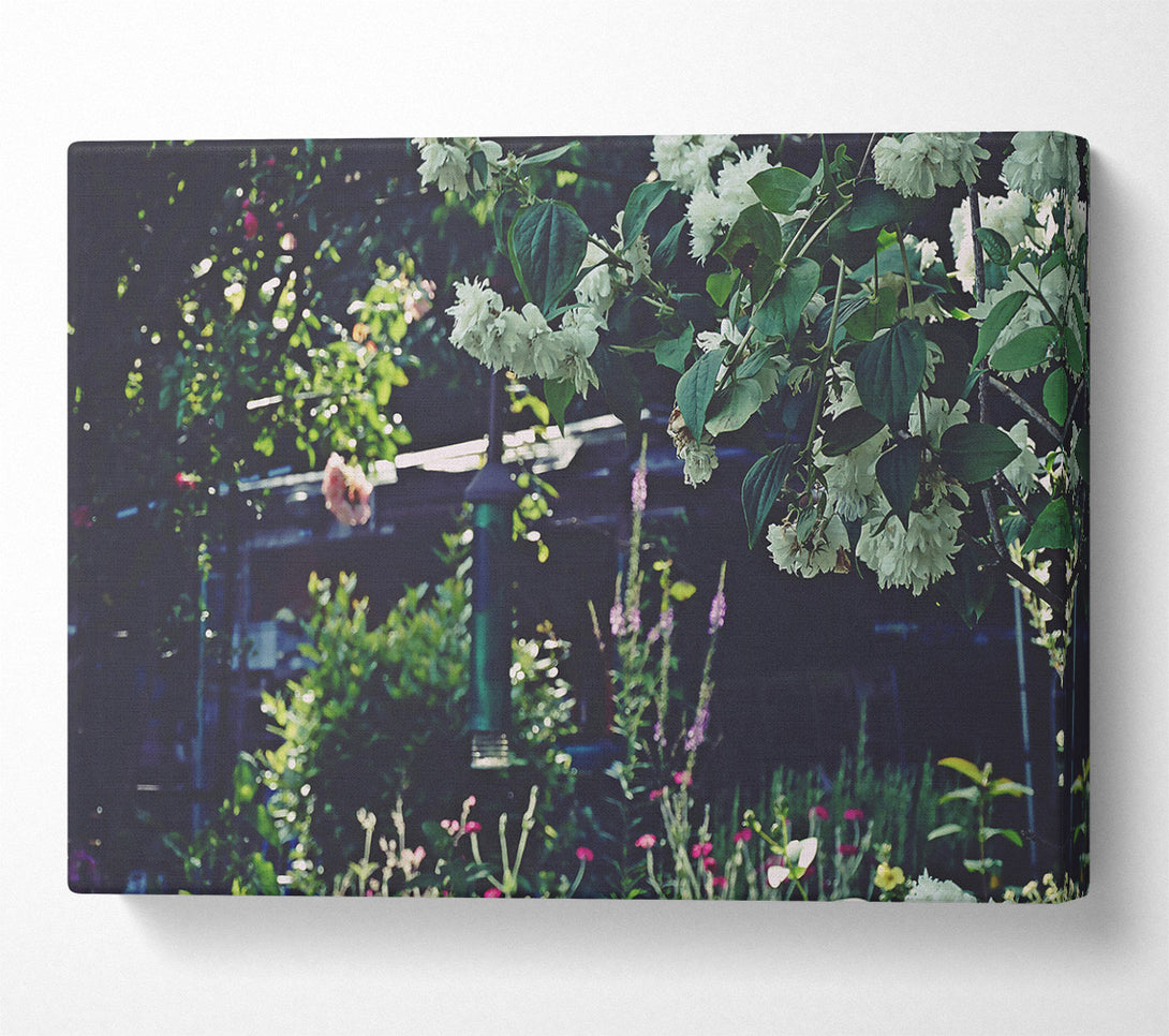  A Canvas Print of White Blooms In The Garden Canvas Print