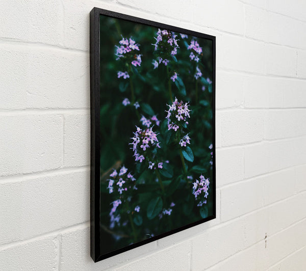 Purple Blooms In Darkness