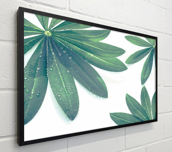 Emerald Dewy Leaves
