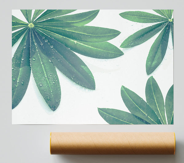 Emerald Dewy Leaves Print