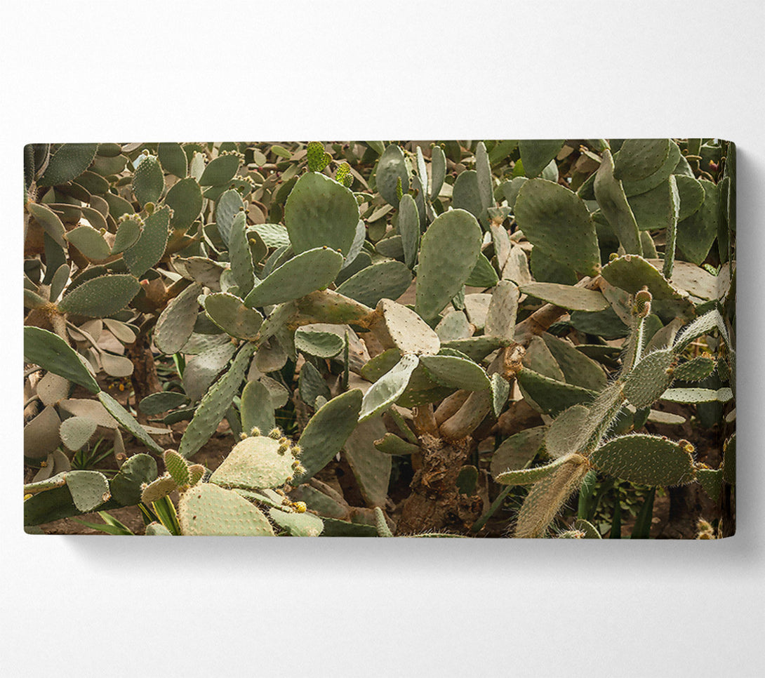 A Canvas Print of Green Prickly Patch Canvas Print