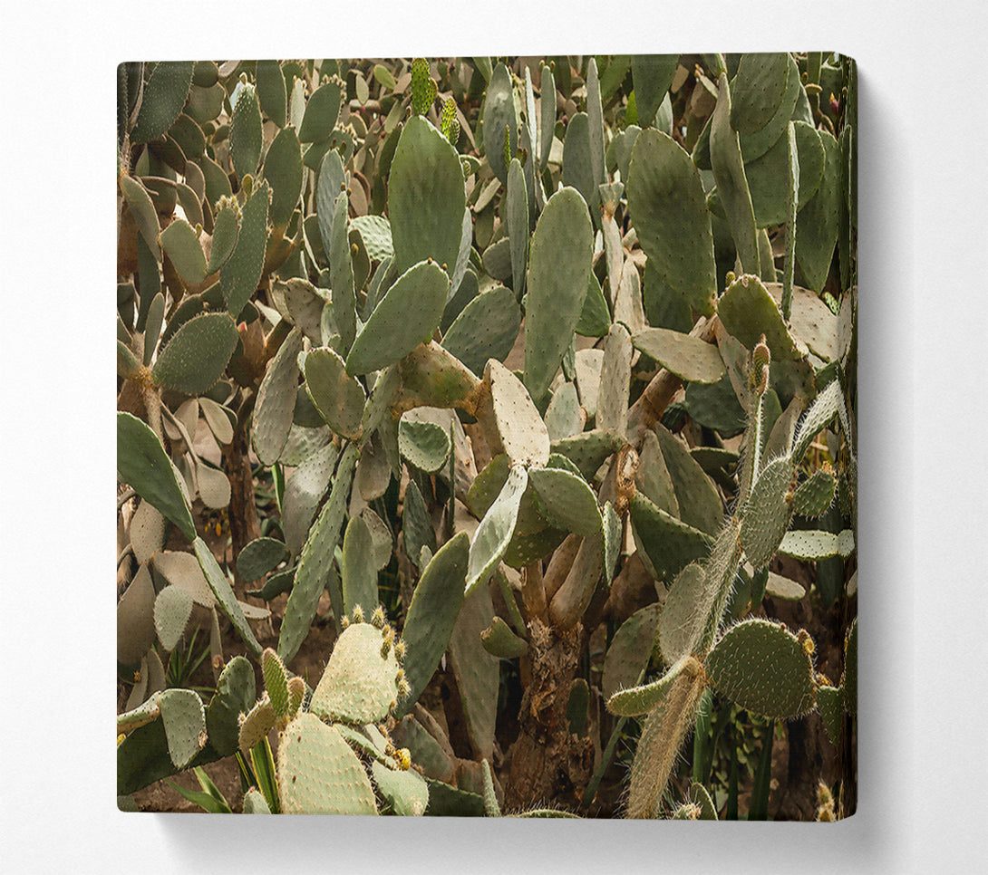  A Canvas Print of Green Prickly Patch Canvas Print