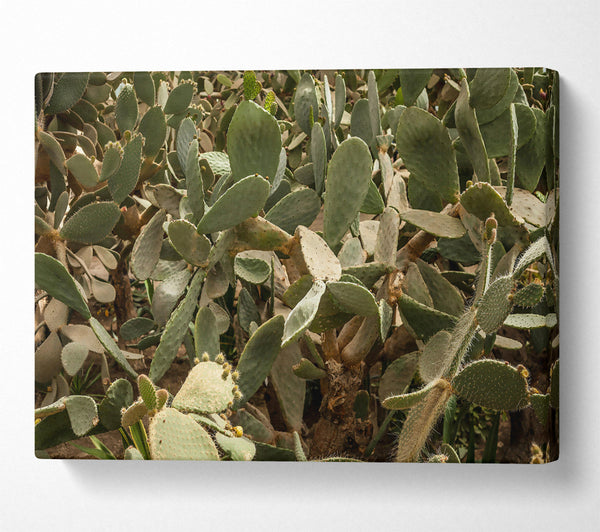  A Canvas Print of Green Prickly Patch Canvas Print