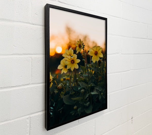 Yellow Blooms At Sunset