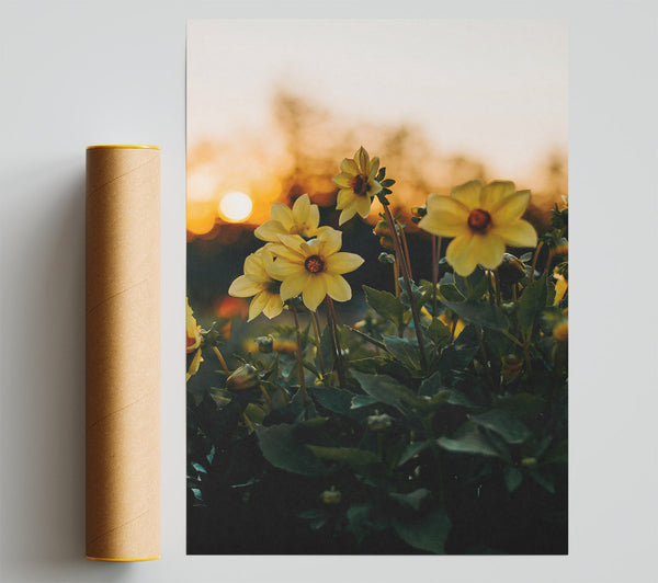 Yellow Blooms At Sunset Poster