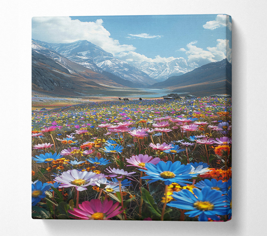  A Canvas Print of Blue Mountain Bloom Canvas Print