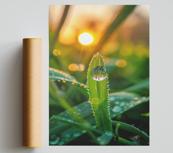 Golden Dewdrop Sunrise Print