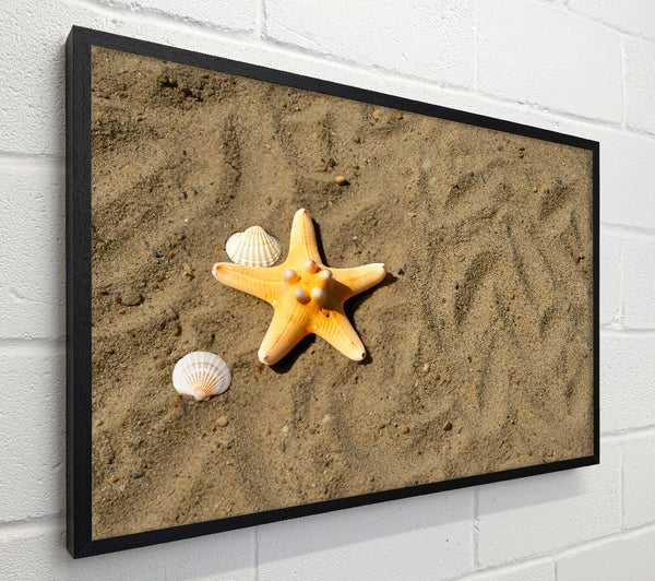Golden Starfish Shore