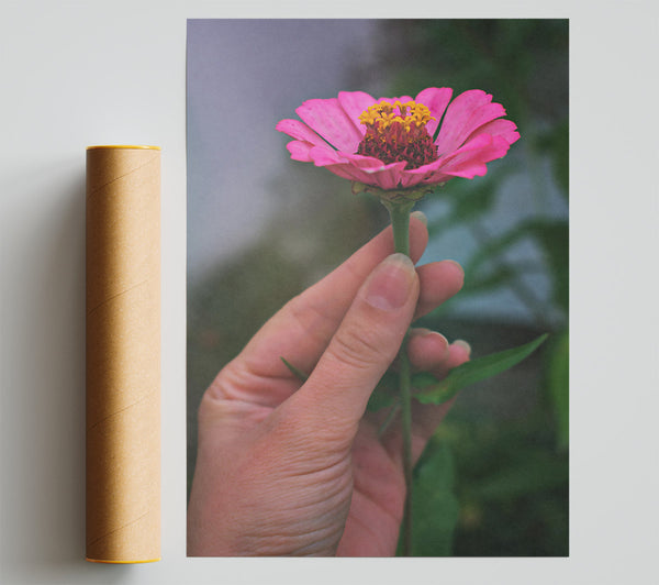 Pink Flower'S Embrace Poster