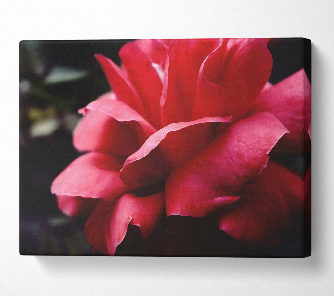  A Canvas Print of Crimson Rose Embrace Canvas Print
