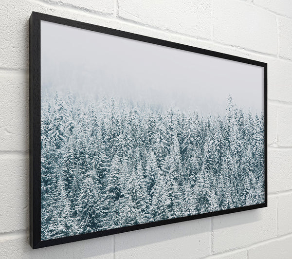 White Powdered Pines