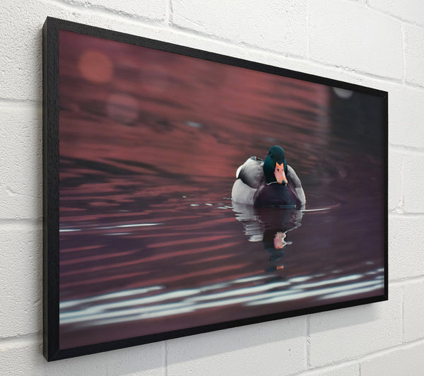 Purple Duck Reflection