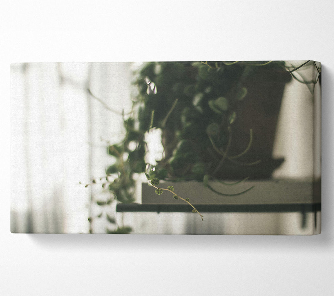  A Canvas Print of Green Hanging Vine Blur Canvas Wall Art