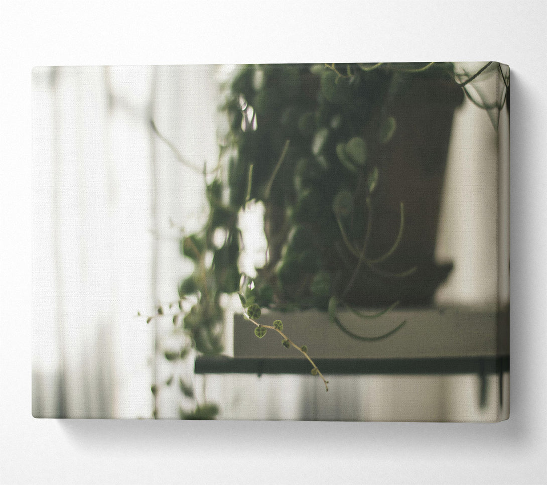  A Canvas Print of Green Hanging Vine Blur Canvas Wall Art