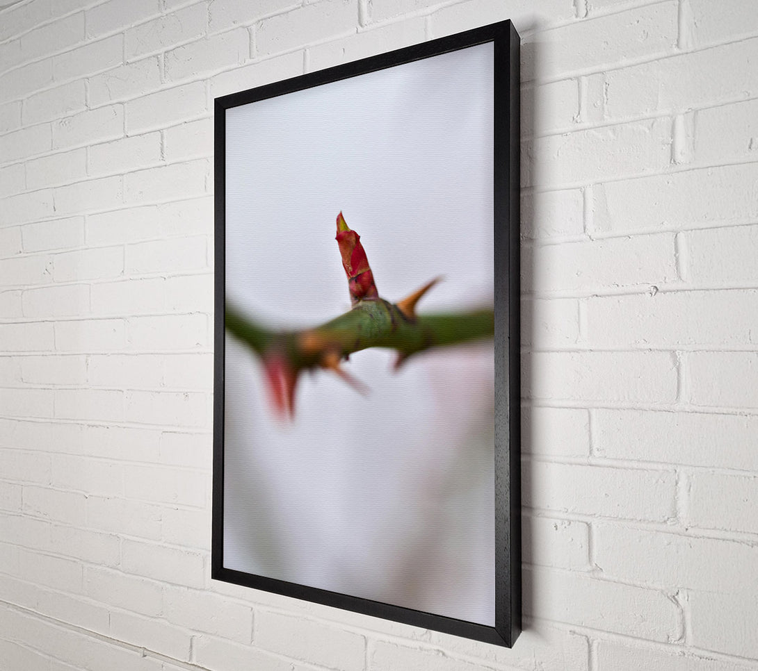  A Canvas Print of Crimson Bud'S Hope Canvas Wall Art