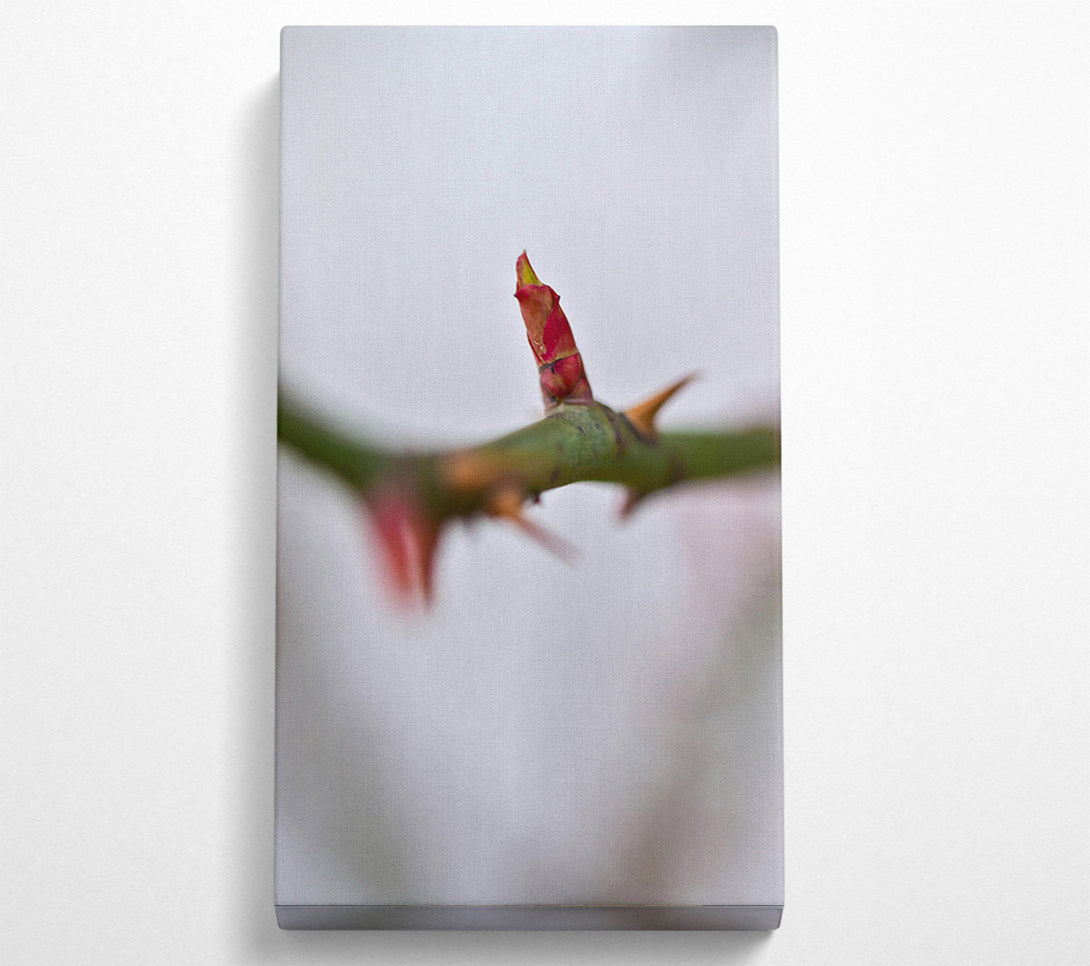  A Canvas Print of Crimson Bud'S Hope Canvas Wall Art