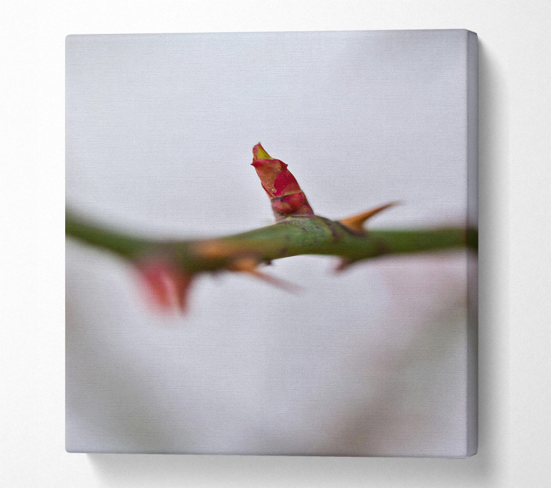  A Canvas Print of Crimson Bud'S Hope Canvas Wall Art
