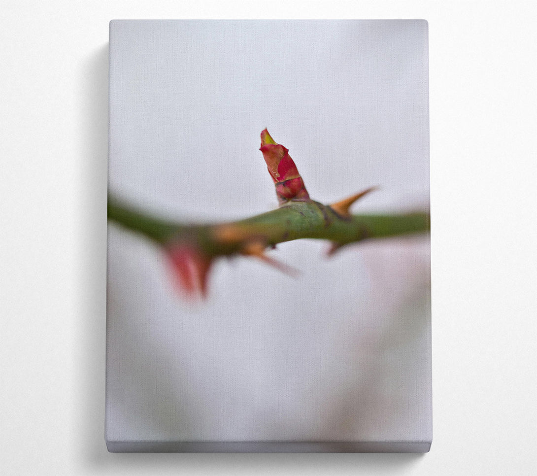  A Canvas Print of Crimson Bud'S Hope Canvas Wall Art