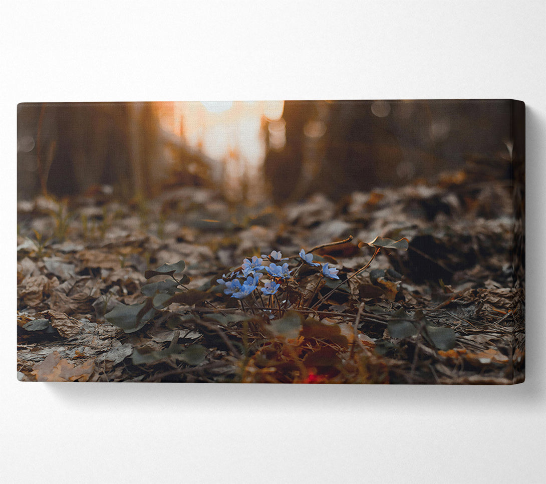  A Canvas Print of Blue Blooms In The Woods Canvas Print