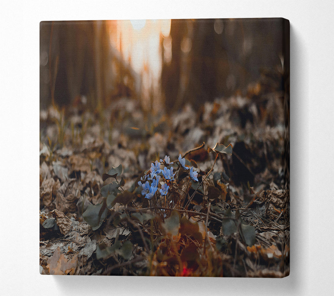  A Canvas Print of Blue Blooms In The Woods Canvas Print