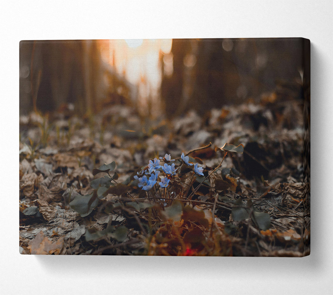  A Canvas Print of Blue Blooms In The Woods Canvas Print