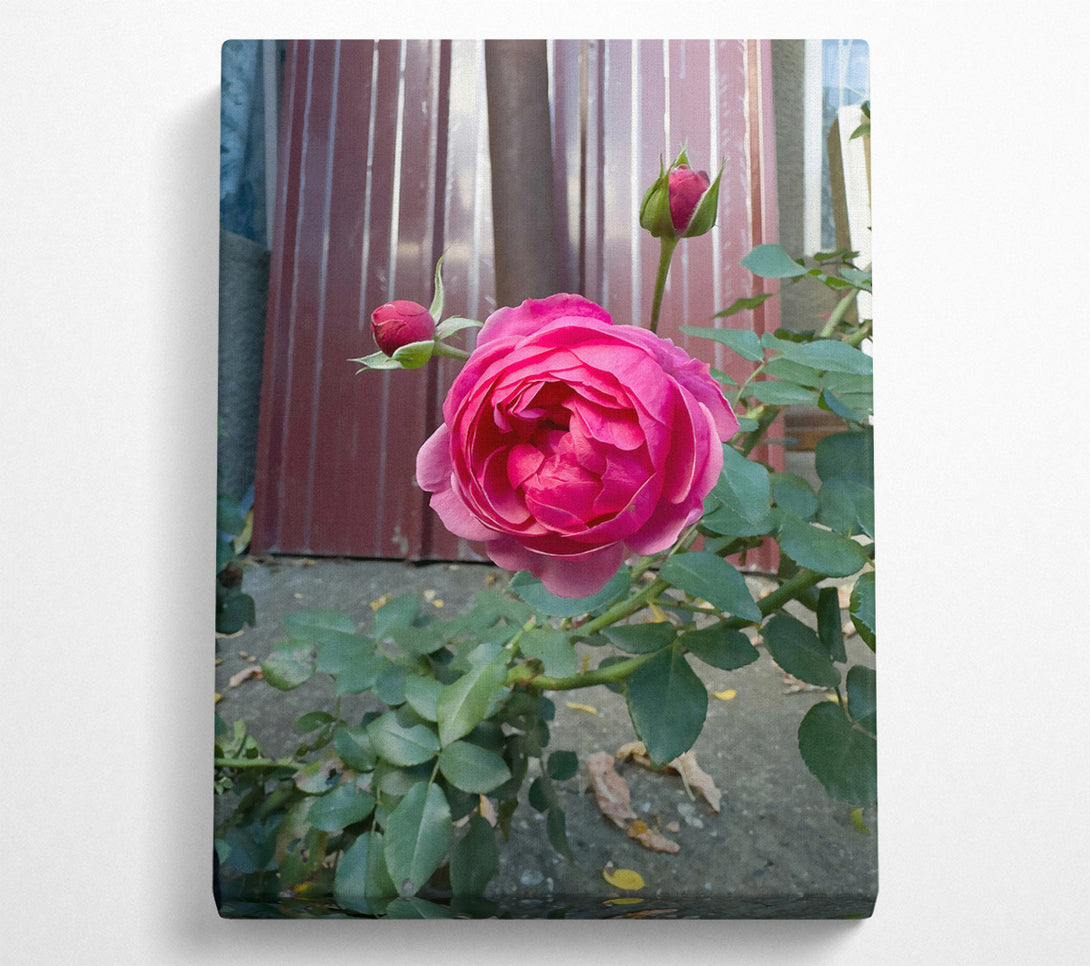  A Canvas Print of Fuchsia Rose Bloom Canvas Art