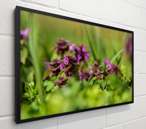 Purple Meadow Bloom