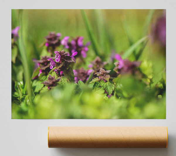 Purple Meadow Bloom Giclee Print