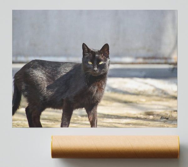 Black Cat In The Sun Giclee Print