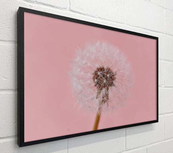 Pink Wish Dandelion