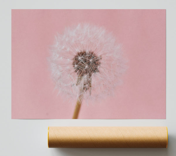 Pink Wish Dandelion Poster