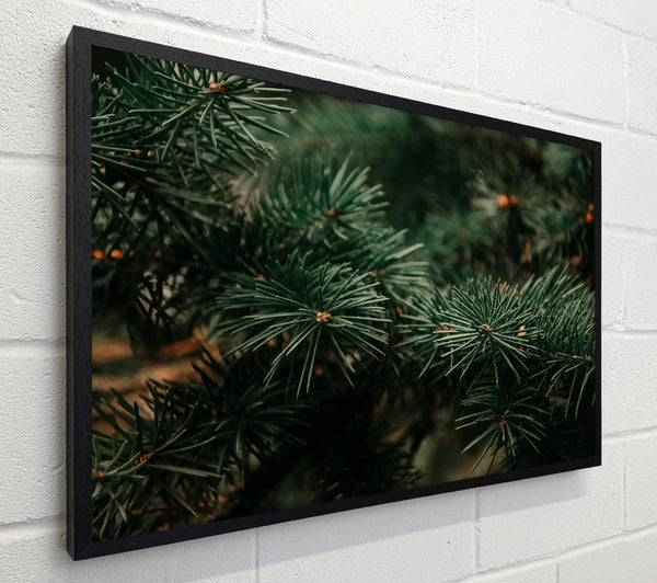 Emerald Evergreens