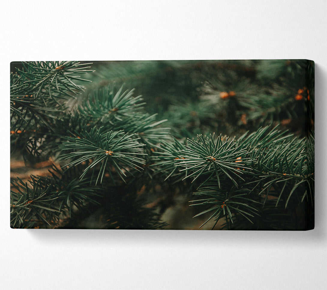  A Canvas Print of Emerald Evergreens Canvas Wall Art