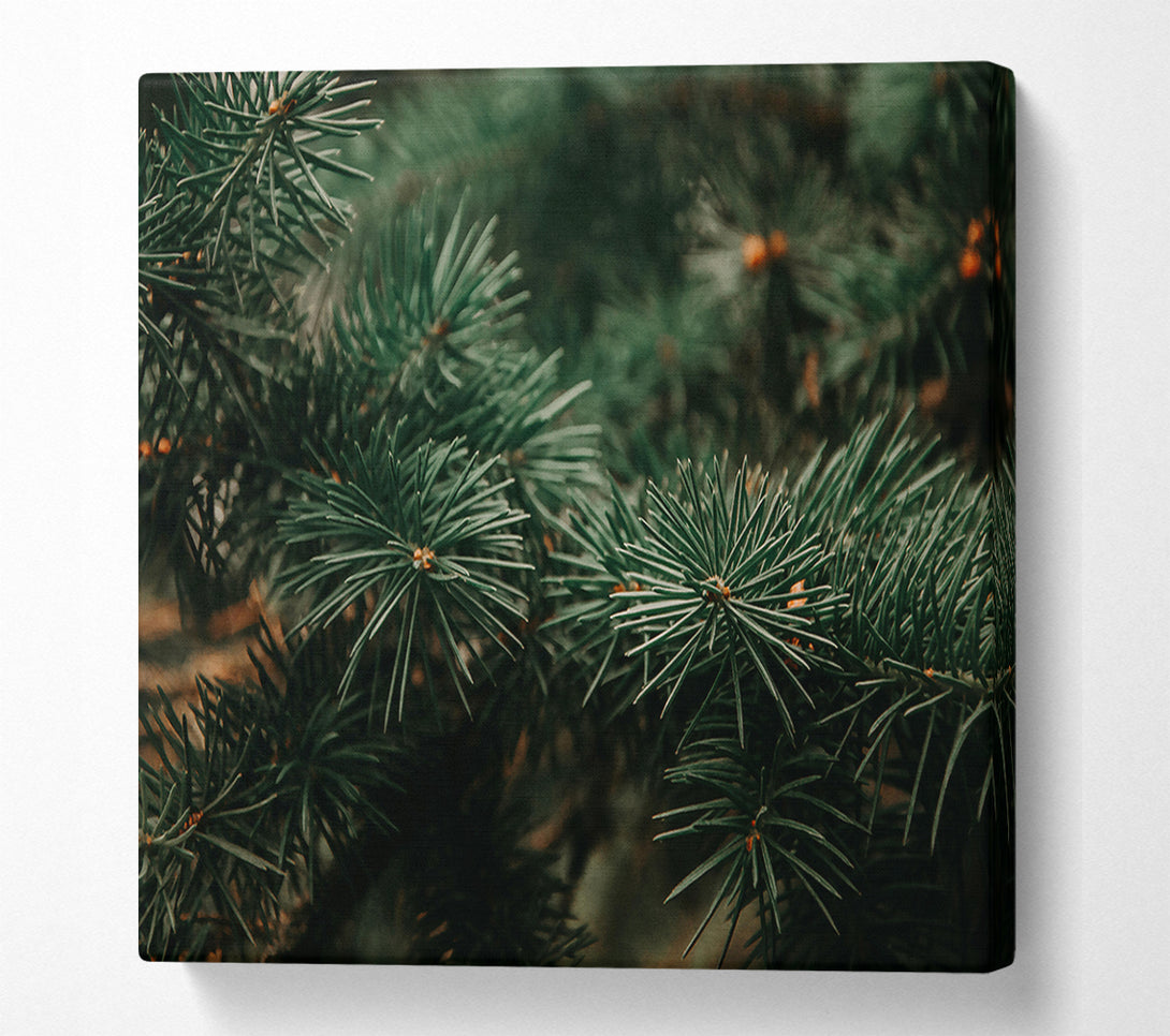  A Canvas Print of Emerald Evergreens Canvas Wall Art