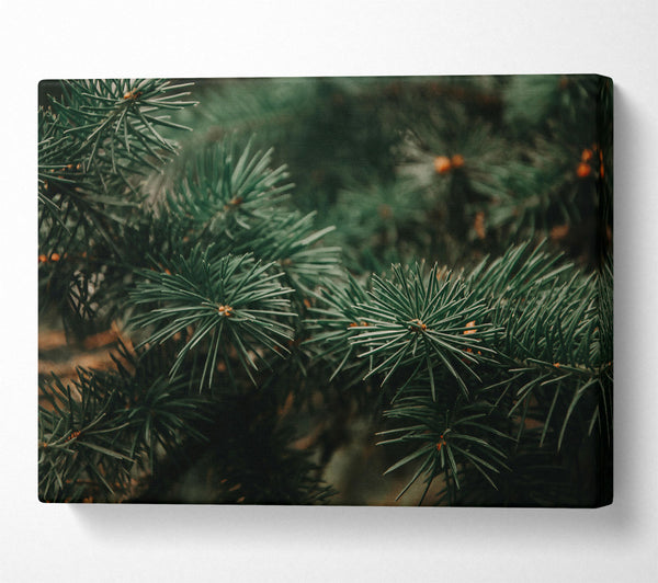  A Canvas Print of Emerald Evergreens Canvas Wall Art