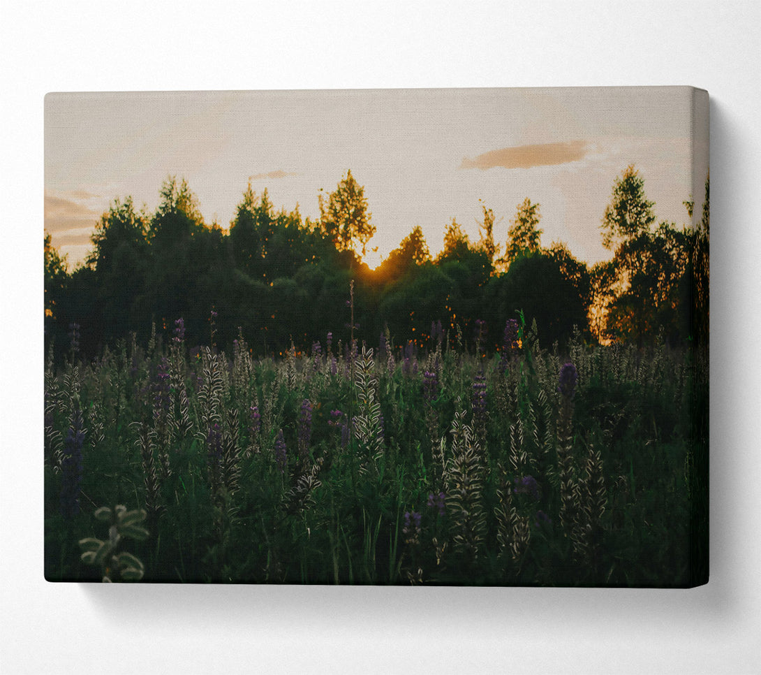  A Canvas Print of Golden Sunset Meadow Canvas Wall Art