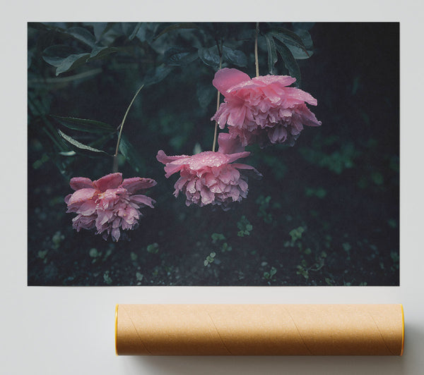 Pink Peony Dreams Print