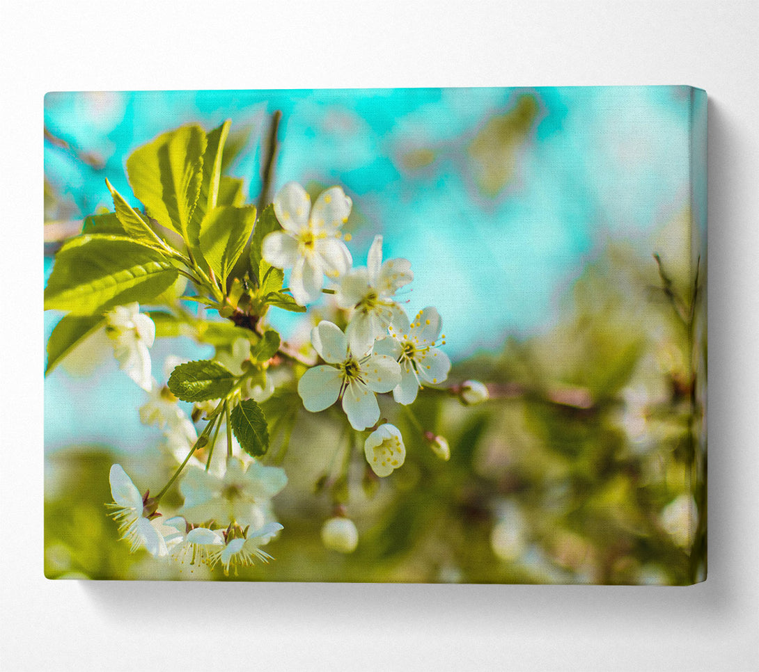  A Canvas Print of Azure Spring Bloom Canvas Wall Art