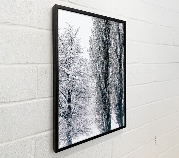Silvery Winter Trees