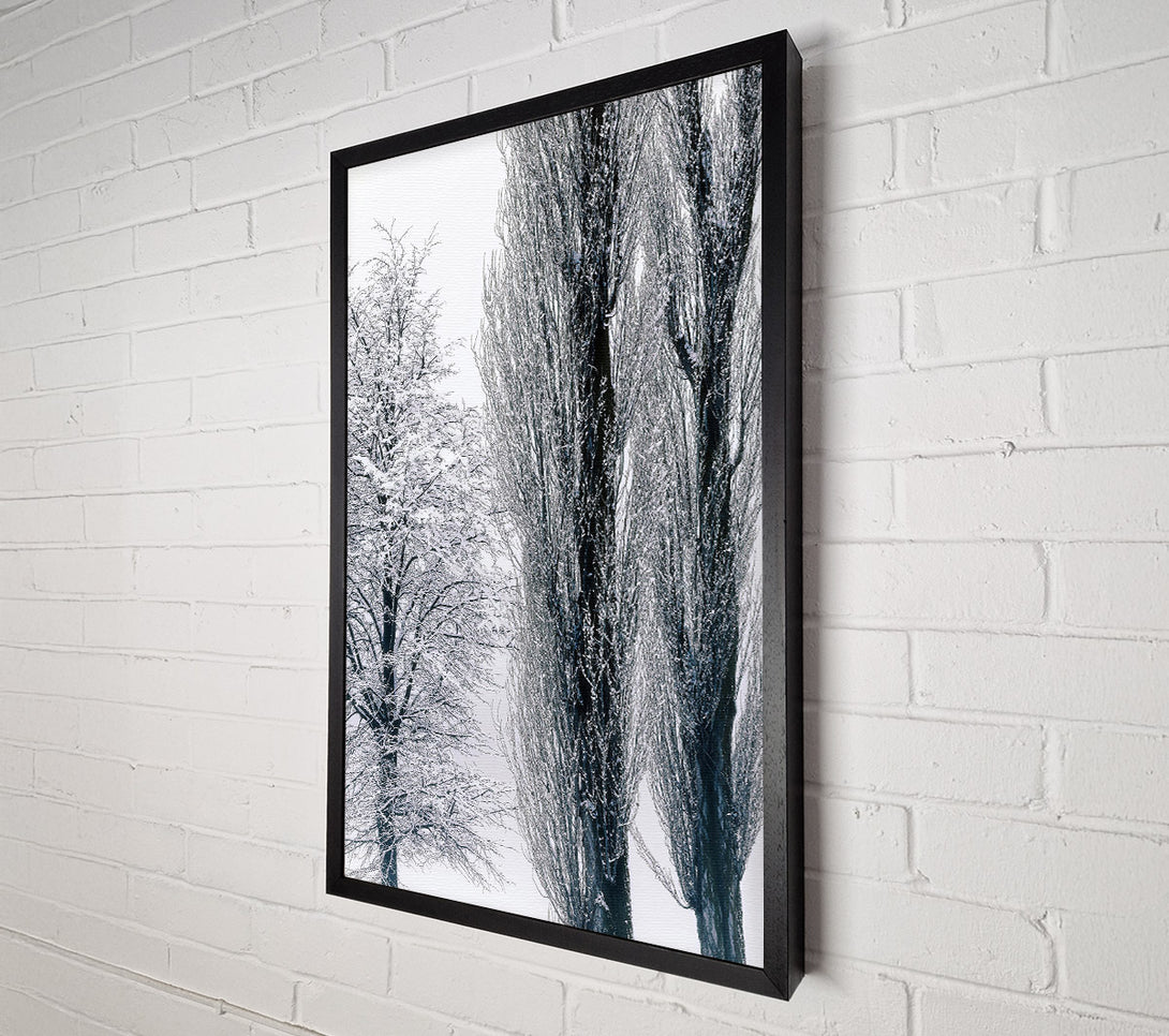  A Canvas Print of Silvery Winter Trees Canvas Print
