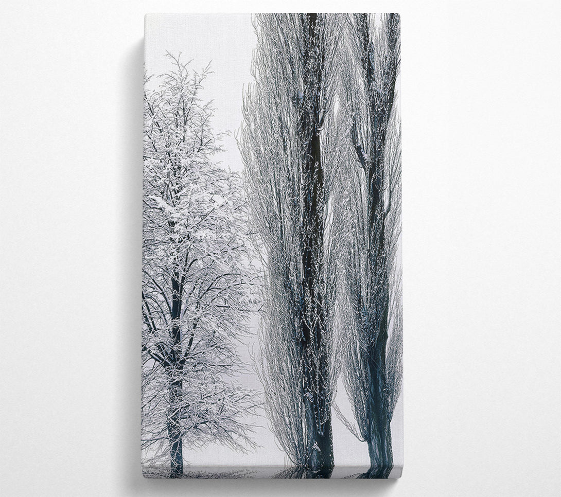  A Canvas Print of Silvery Winter Trees Canvas Print